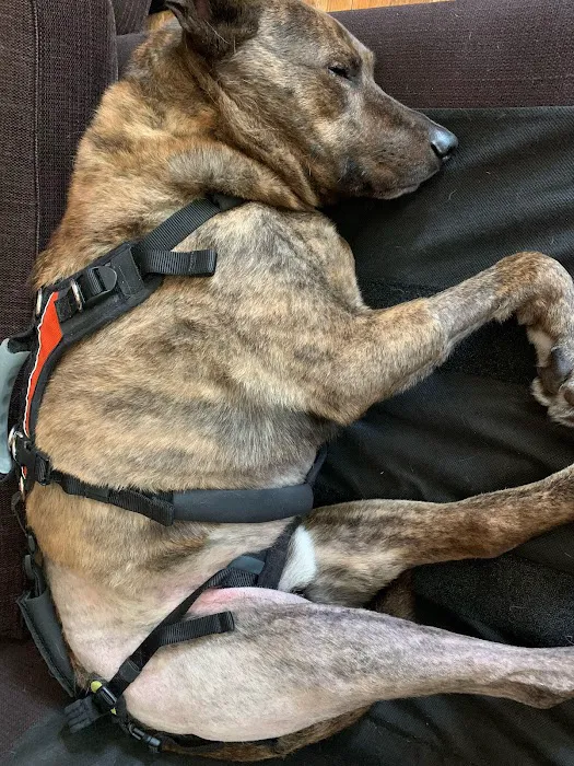 Sleepy Dog Veterinary 2