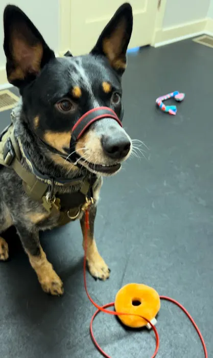 Sleepy Dog Veterinary 1