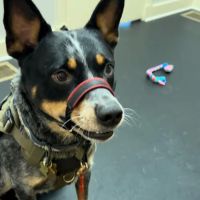 Sleepy Dog Veterinary ico