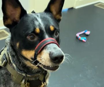 Sleepy Dog Veterinary