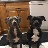 North Reading Veterinary Clinic ico