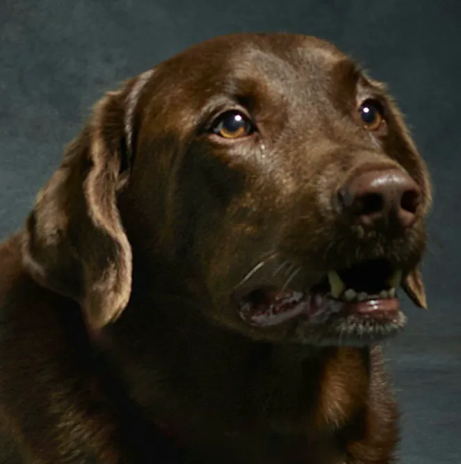 Beloved Pet Home Euthanasia and Hospice 1