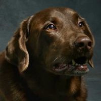 Beloved Pet Home Euthanasia and Hospice ico