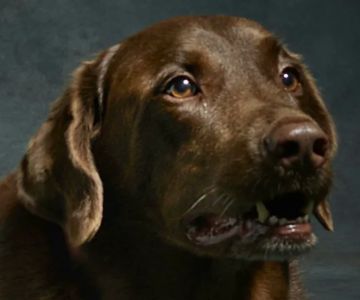 Beloved Pet Home Euthanasia and Hospice