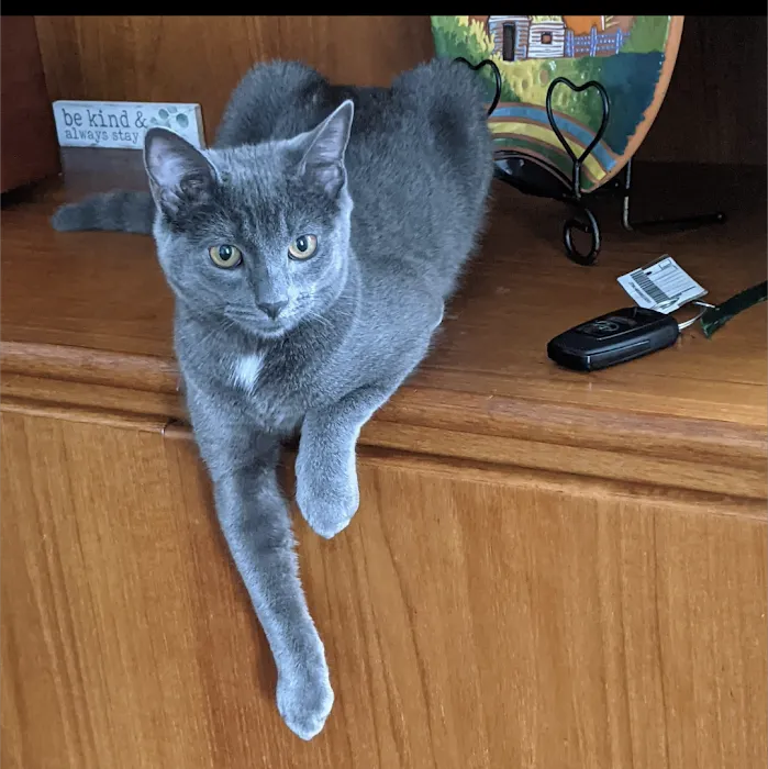 Beloved Pet Home Euthanasia and Hospice 3