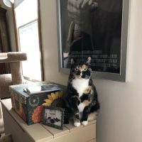 Park Street Veterinary Clinic ico
