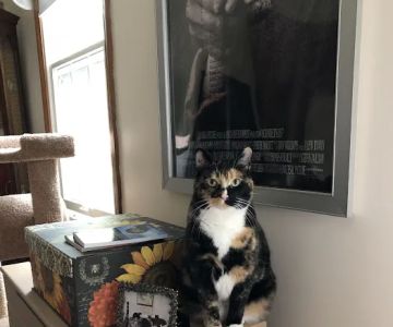 Park Street Veterinary Clinic