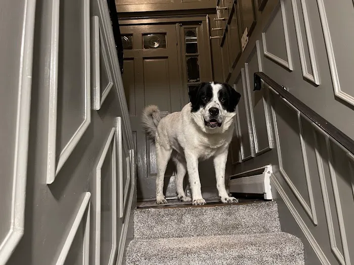 Andover Animal Hospital 2