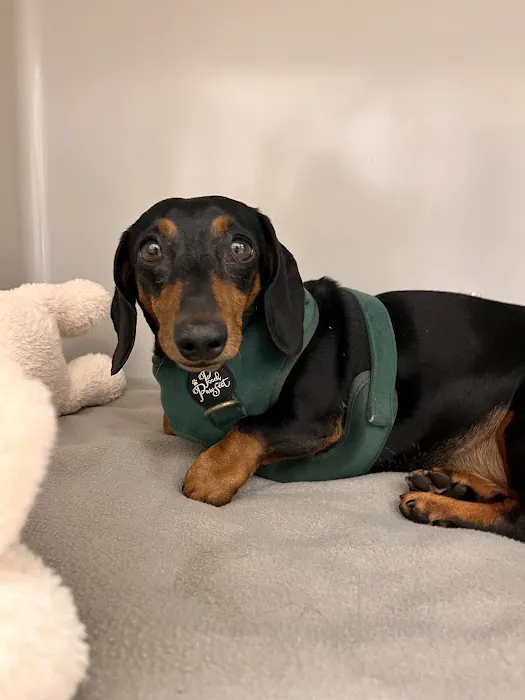 Small Door Veterinary - Newton Centre 2