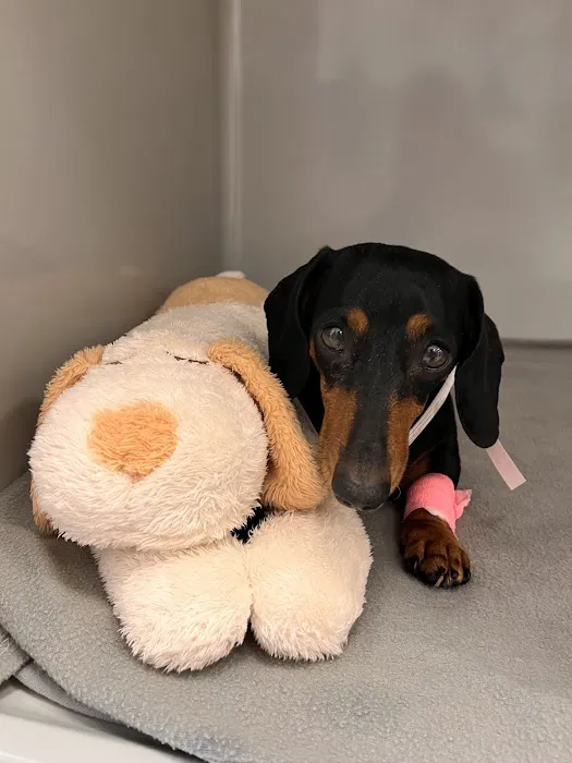 Small Door Veterinary - Newton Centre 3