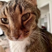 Small Door Veterinary - Newton Centre ico