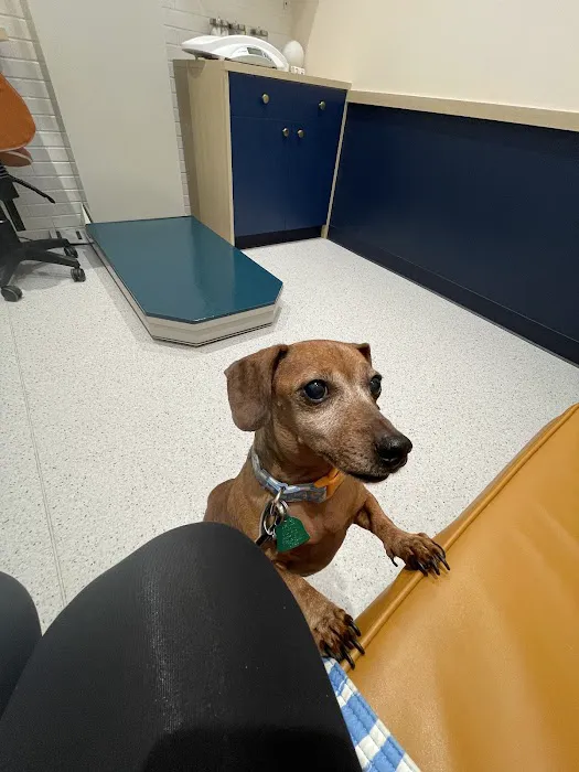 Bond Vet - Chestnut Hill 10