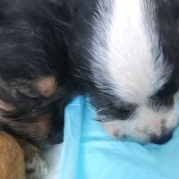 Merwin Memorial Free Clinic For Animals, Inc ico
