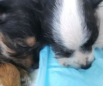 Merwin Memorial Free Clinic For Animals, Inc