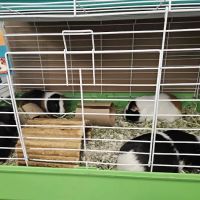 JM Pet Resort & Veterinary Clinic ico