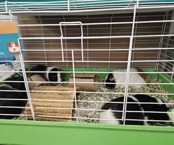 JM Pet Resort & Veterinary Clinic