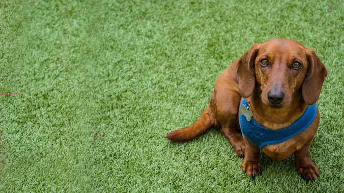 JM Pet Resort & Veterinary Clinic 6