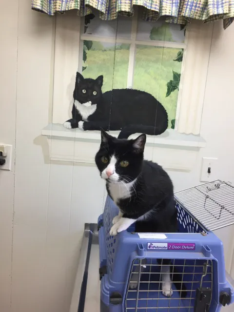 Brockton Animal Hospital 2