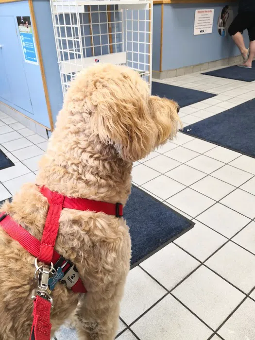 VCA North Main Street Veterinary Clinic 9