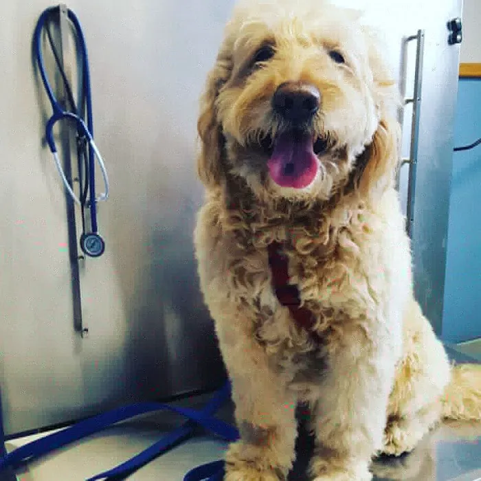 VCA North Main Street Veterinary Clinic 3