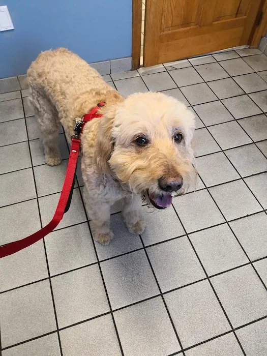 VCA North Main Street Veterinary Clinic 8