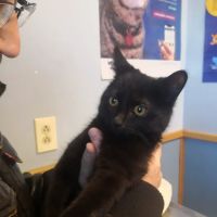 VCA North Main Street Veterinary Clinic ico