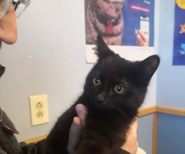 VCA North Main Street Veterinary Clinic