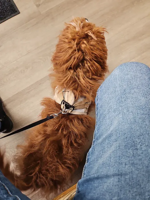 VCA North Main Street Veterinary Clinic 5