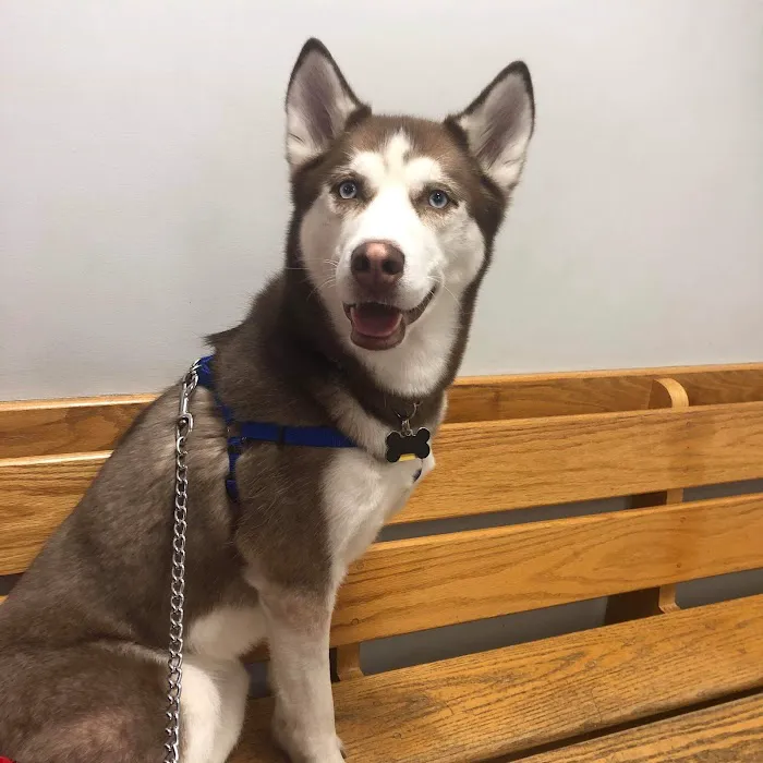 VCA North Main Street Veterinary Clinic 4