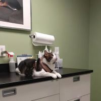 Jamaica Plain Animal Clinic ico