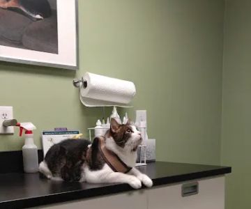 Jamaica Plain Animal Clinic