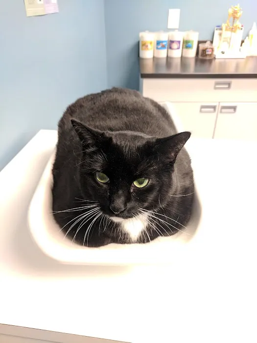 Jamaica Plain Animal Clinic 10