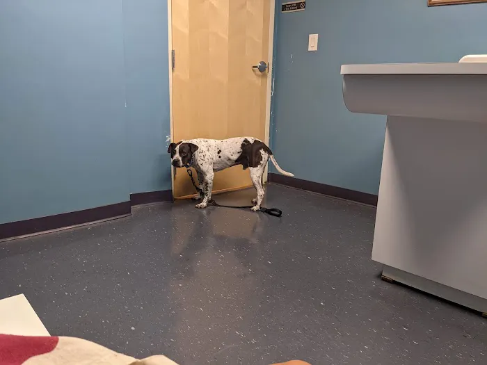 Jamaica Plain Animal Clinic 8