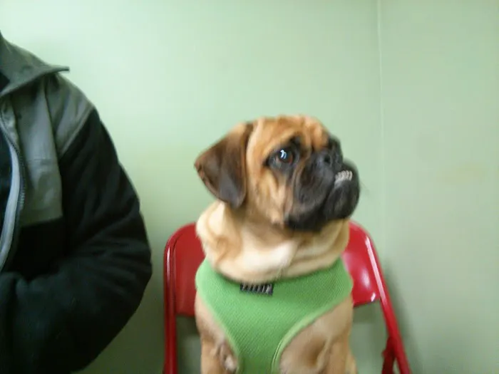 Jamaica Plain Animal Clinic 5