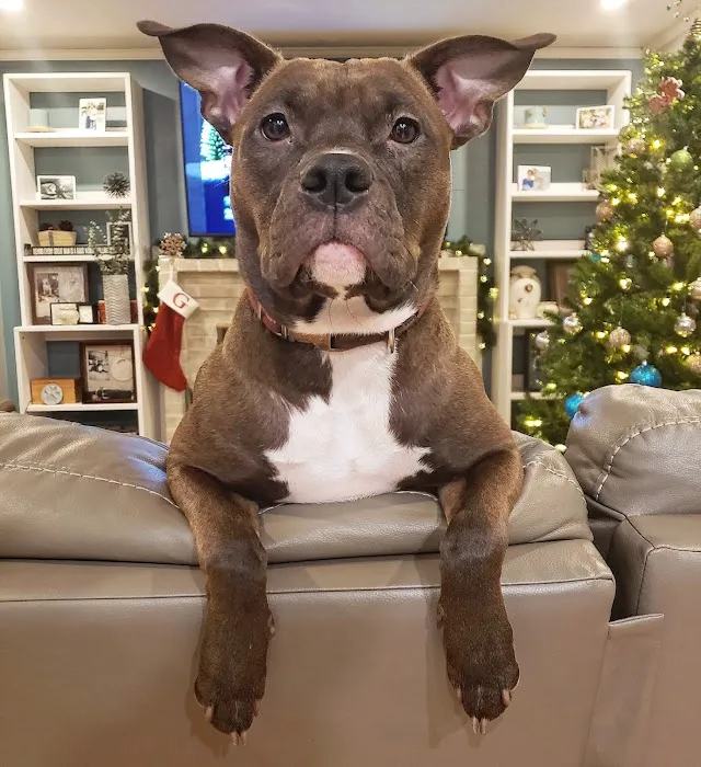 Angell Animal Medical Center 9