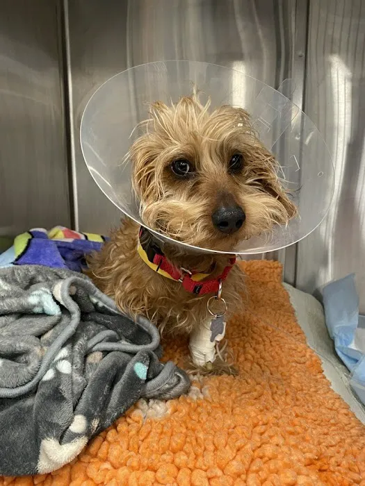 Angell Animal Medical Center 2