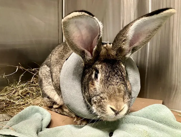 Angell Animal Medical Center 3