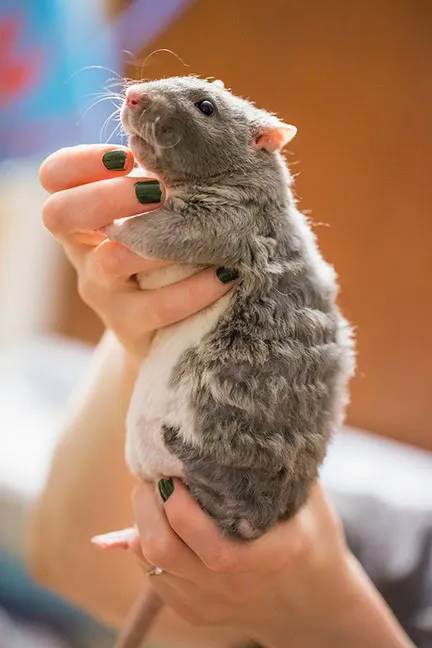 Angell Animal Medical Center 10