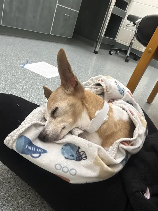 Angell Animal Medical Center 6