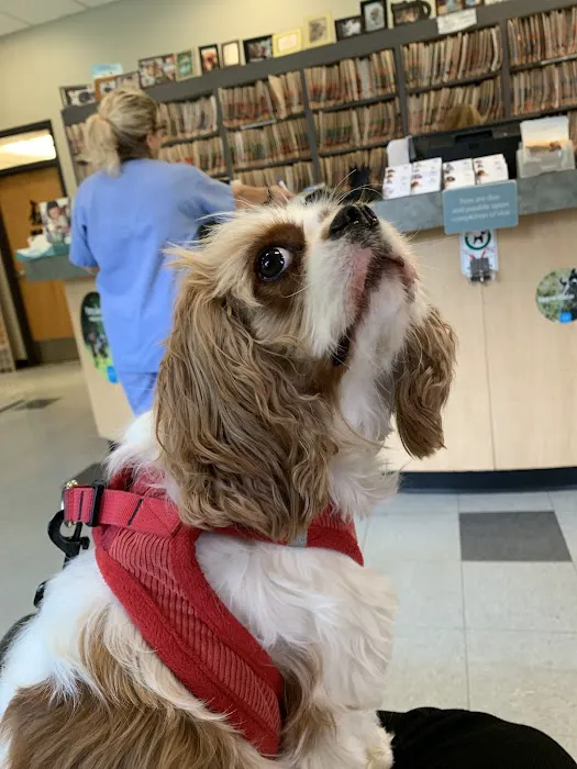VCA Brookline Animal Hospital 6