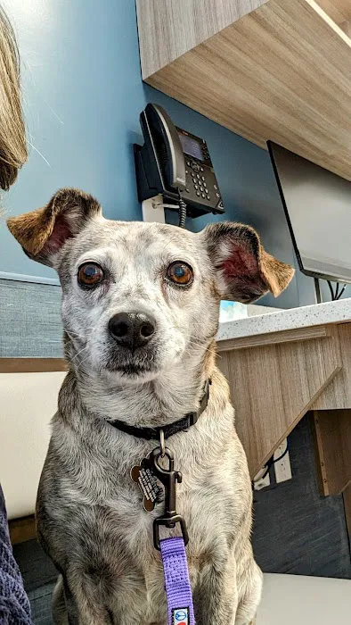 VCA Brookline Animal Hospital 8