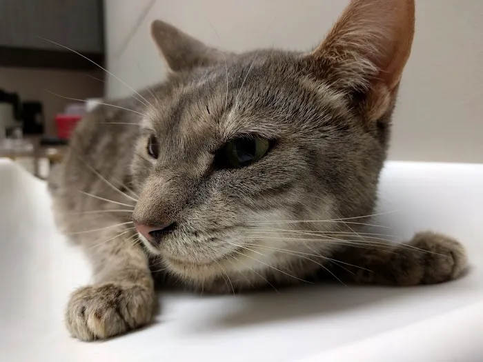 VCA Brookline Animal Hospital 9