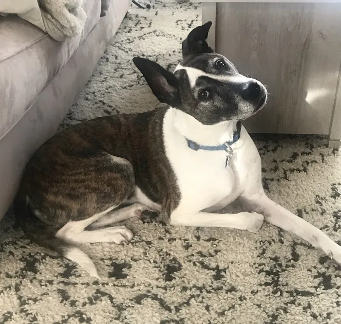 VCA Brookline Animal Hospital 10
