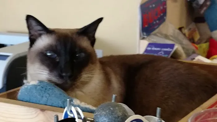 VCA Metro Cat Hospital 10