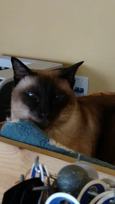 VCA Metro Cat Hospital 6