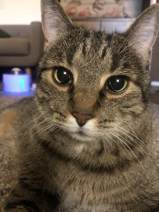 VCA Metro Cat Hospital 9