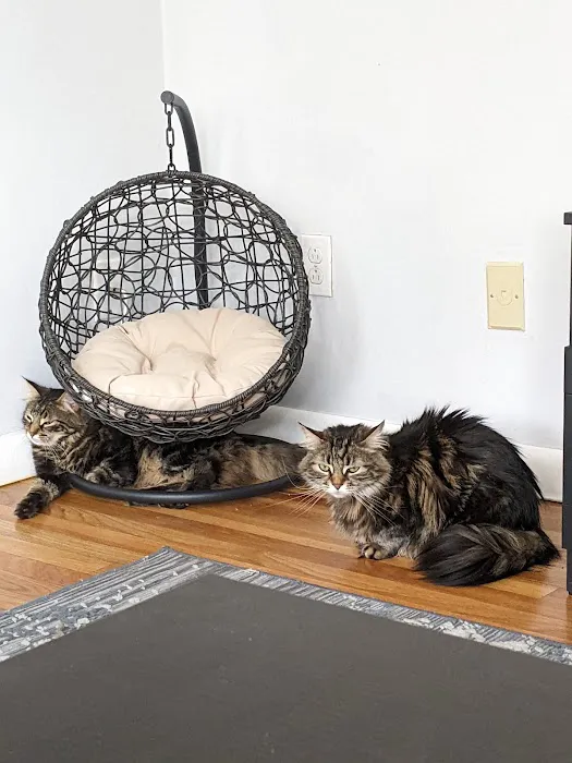 VCA Metro Cat Hospital 8
