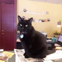 VCA Metro Cat Hospital ico