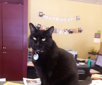 VCA Metro Cat Hospital