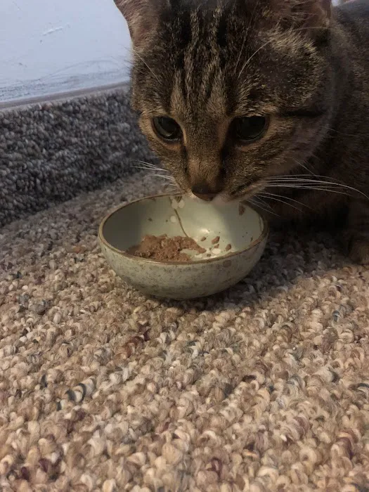 VCA Metro Cat Hospital 7